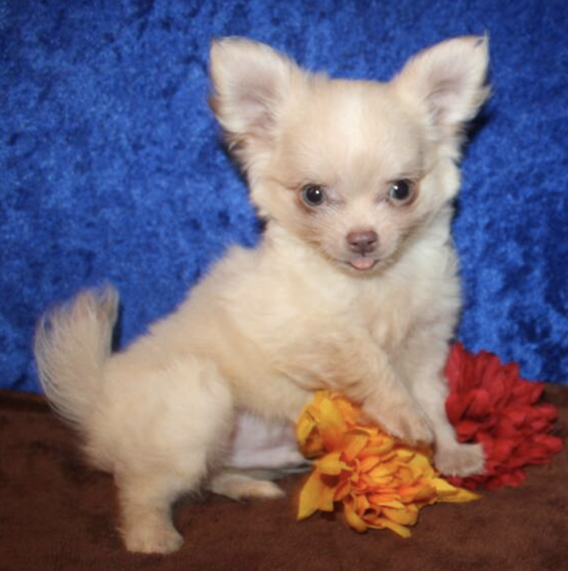 comprar cachorros sanos, baratos y asequibles para la venta